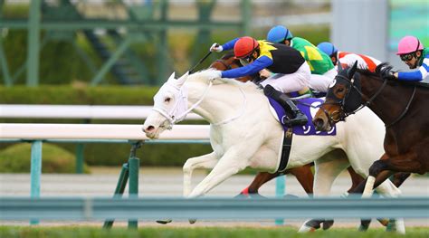 white racehorses.